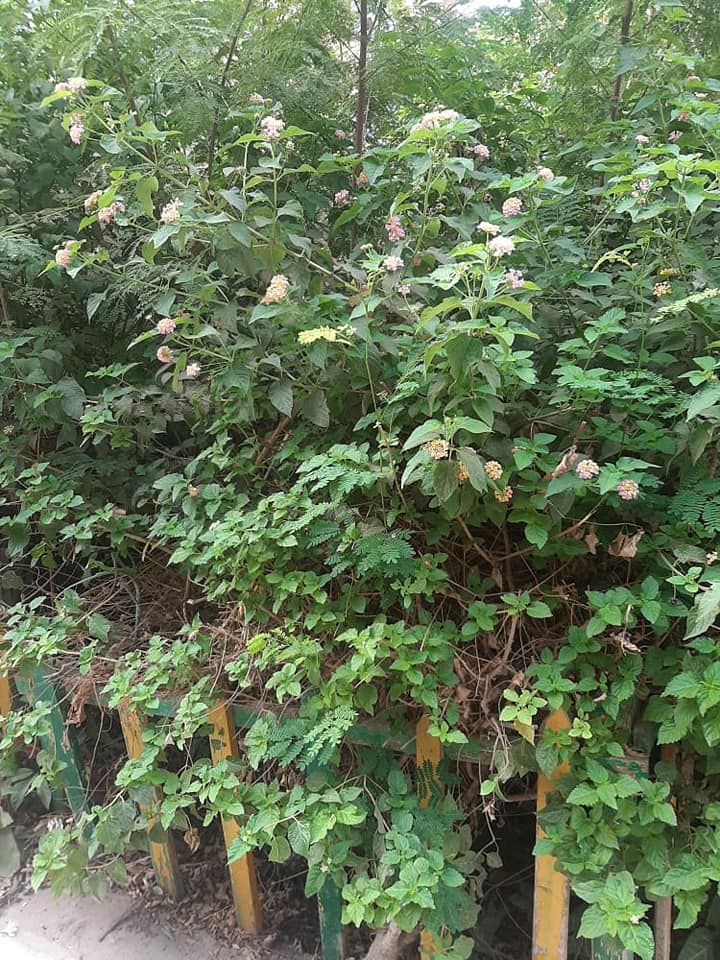 240705341_2945237269063683_6490802338292525042_n