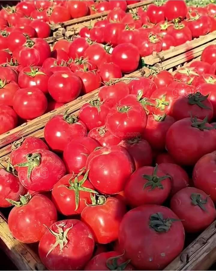 FB_IMG_1672435449199