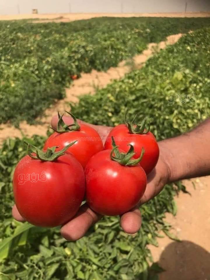 FB_IMG_1672435600722