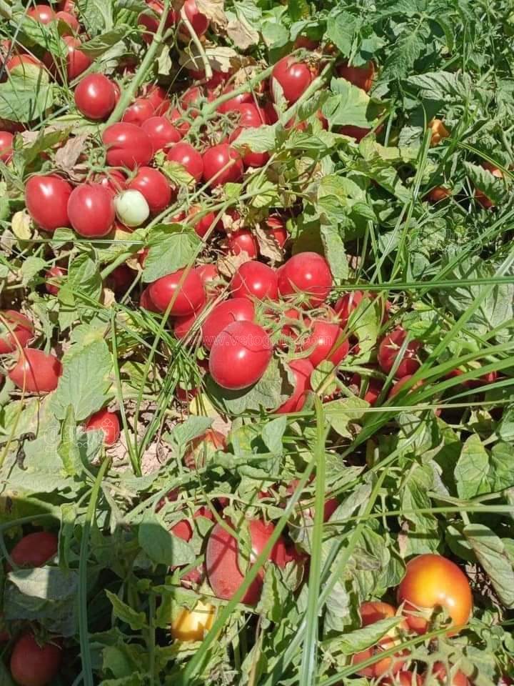 FB_IMG_1672435606396