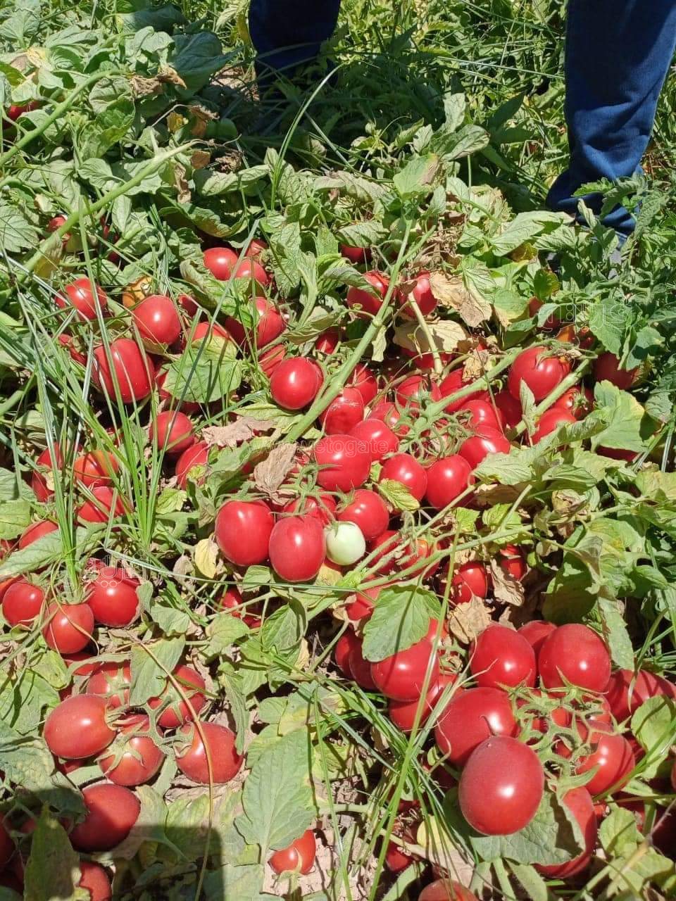 FB_IMG_1672435677966