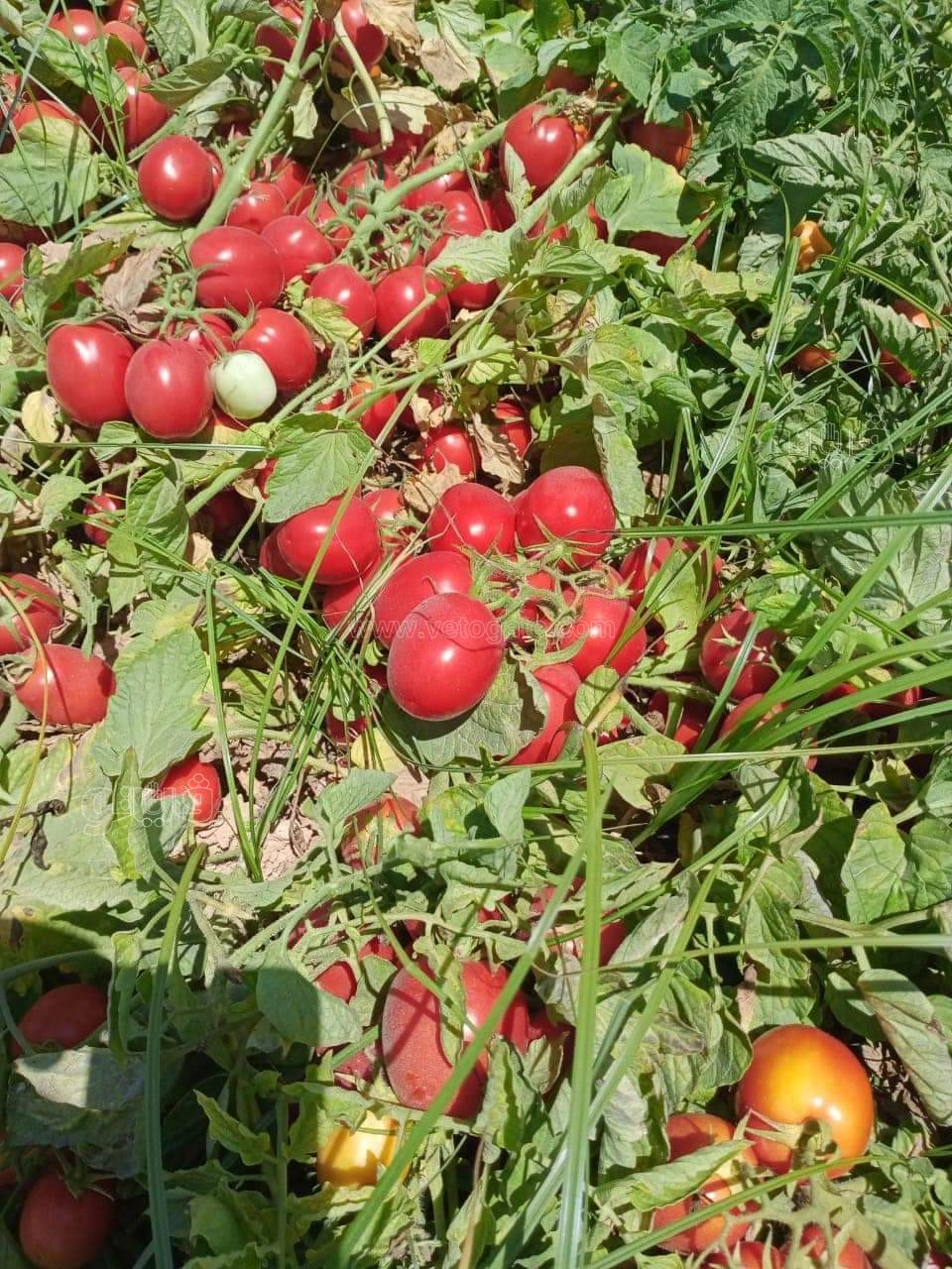 FB_IMG_1672435685391