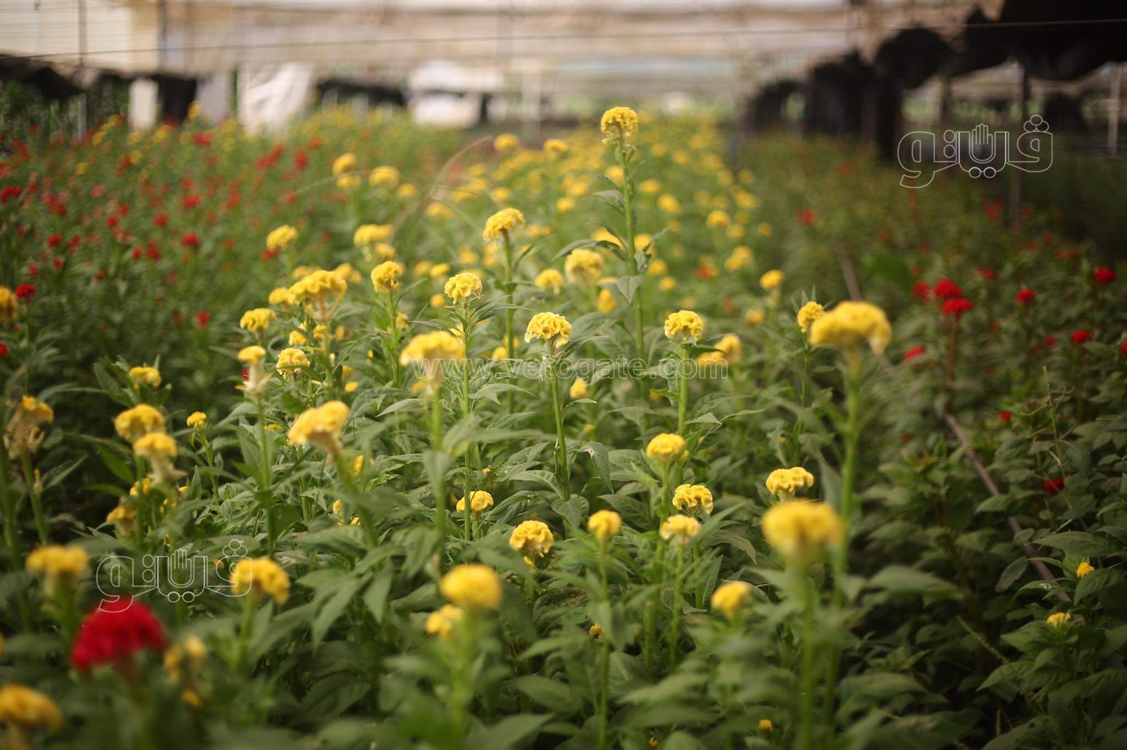 received_402660827884345