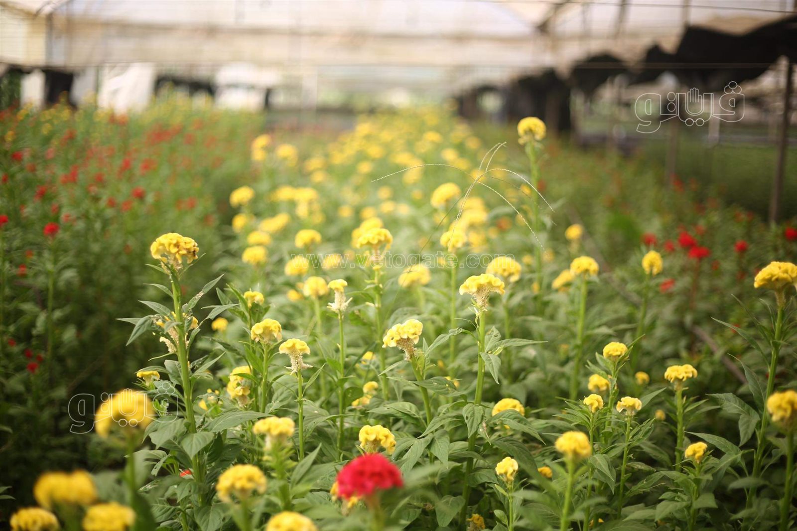 received_258467849460573