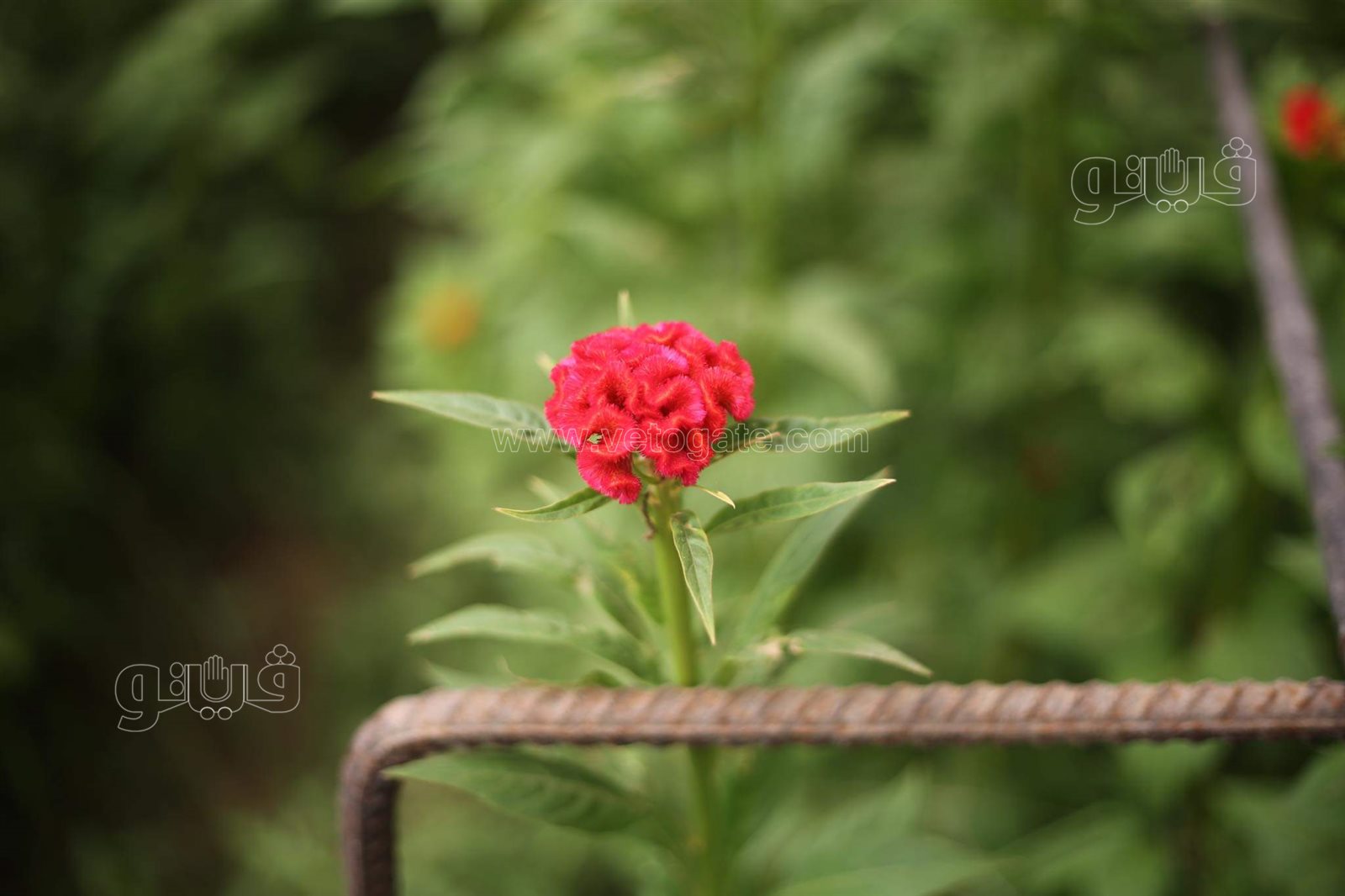 received_300078215215074