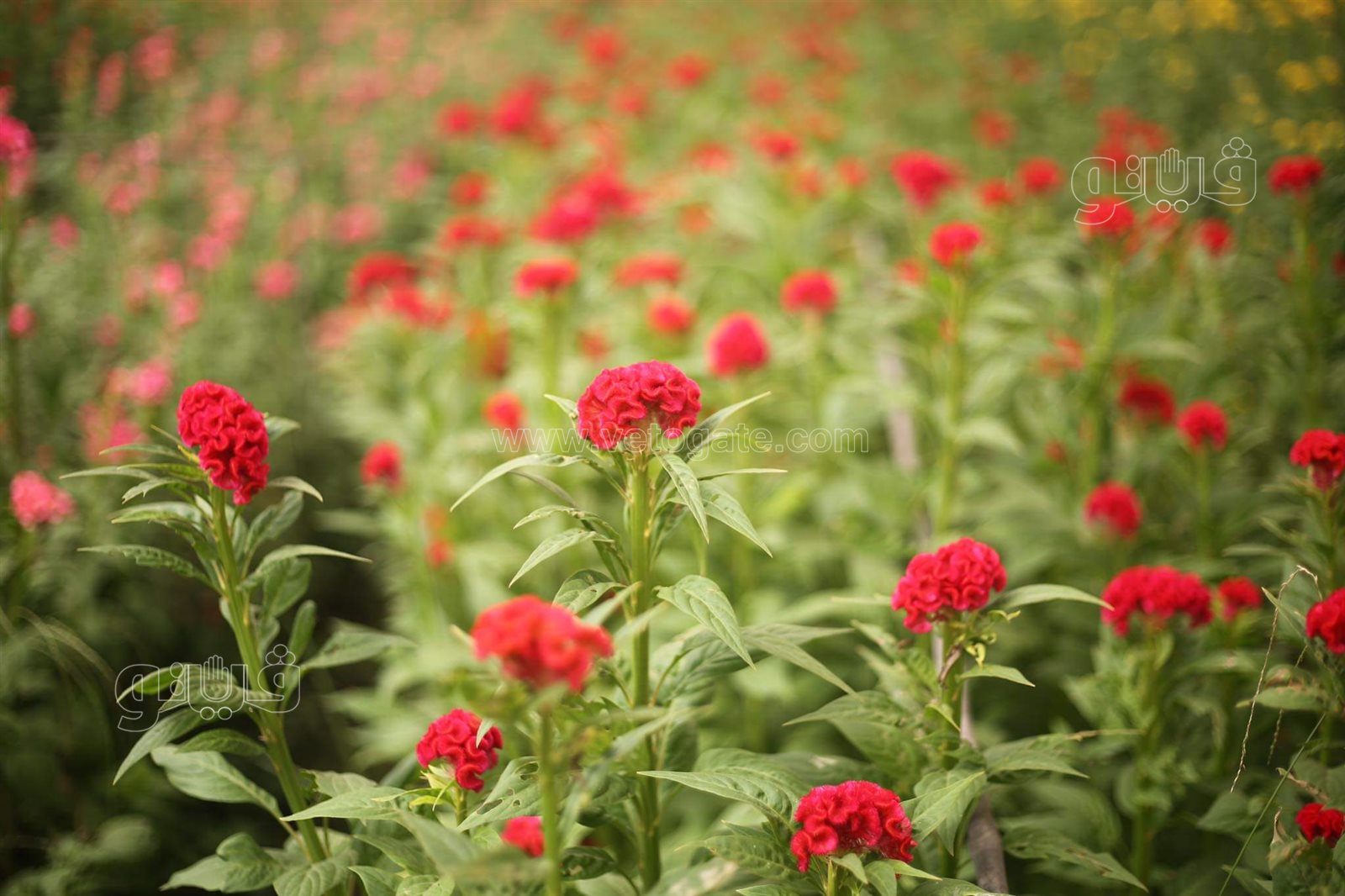 received_374574657653193