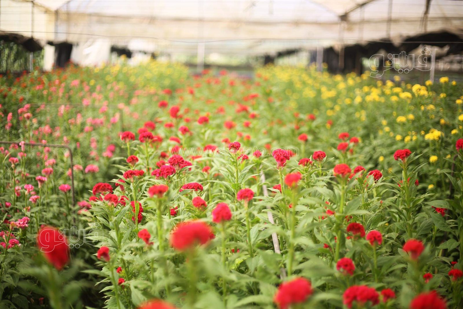 received_540198670397983