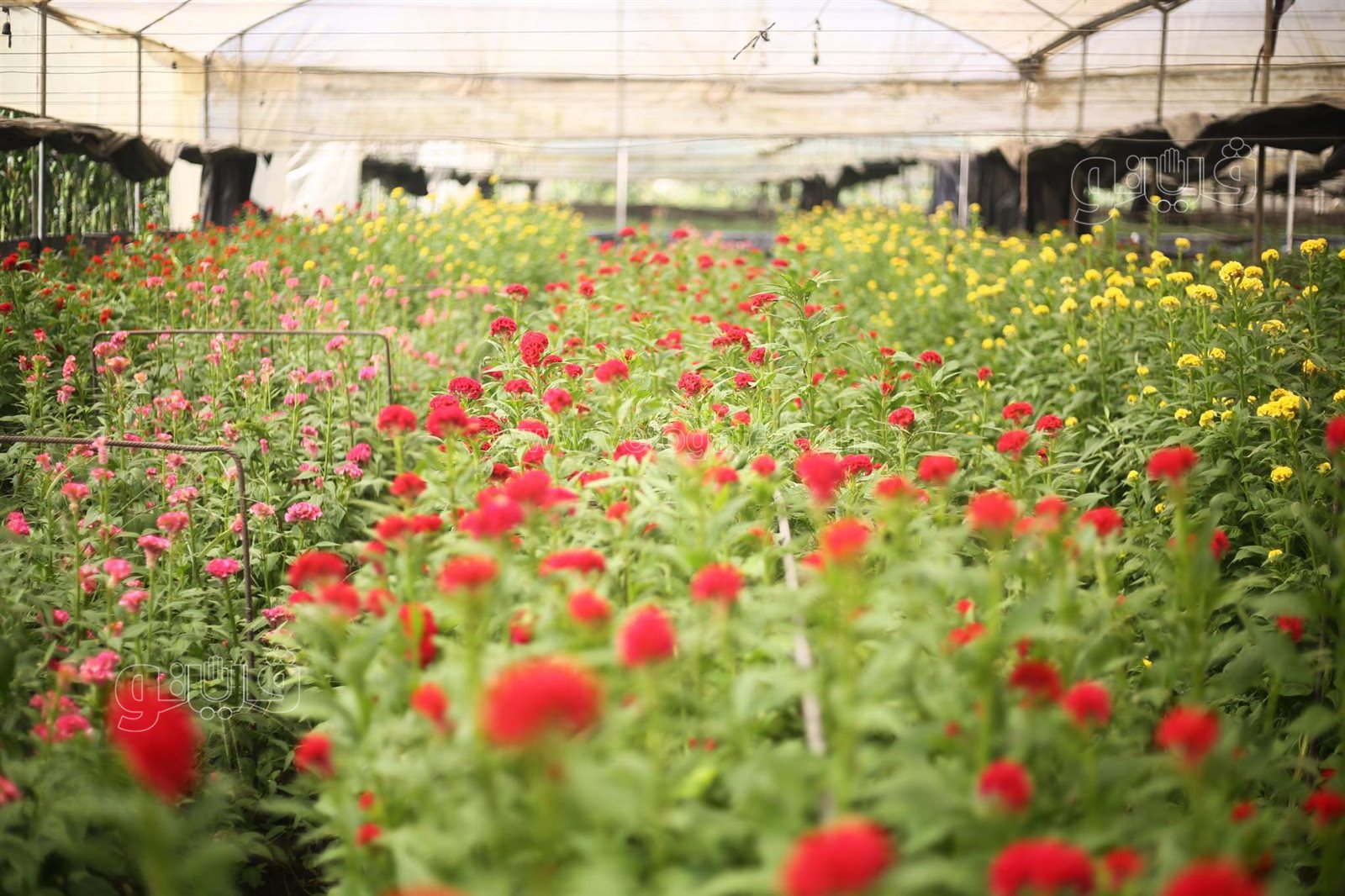 received_258477599482893