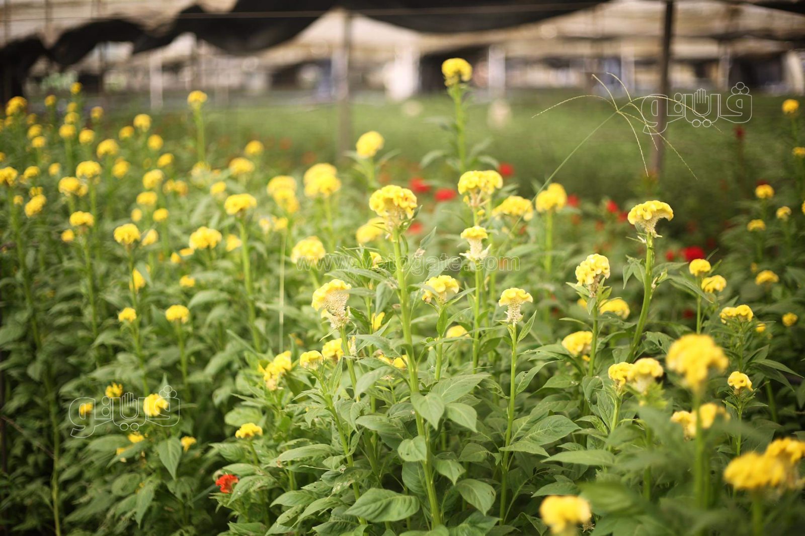 received_451644369962407