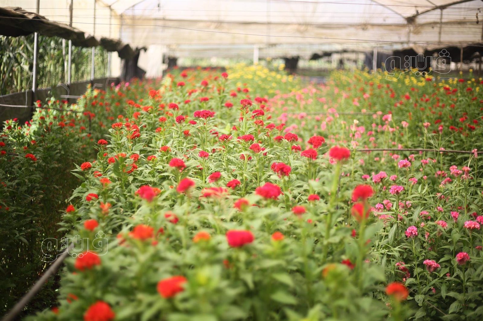 received_3100991206841442