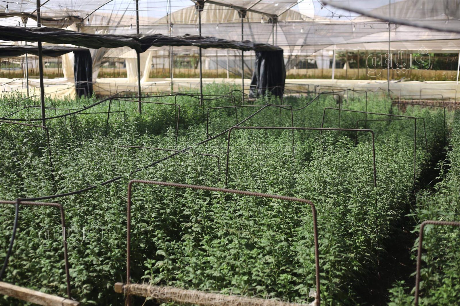 received_255206643132463