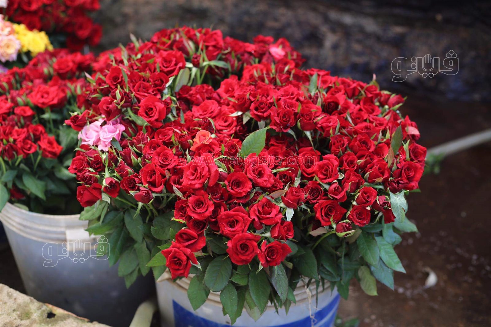 received_966499847247531