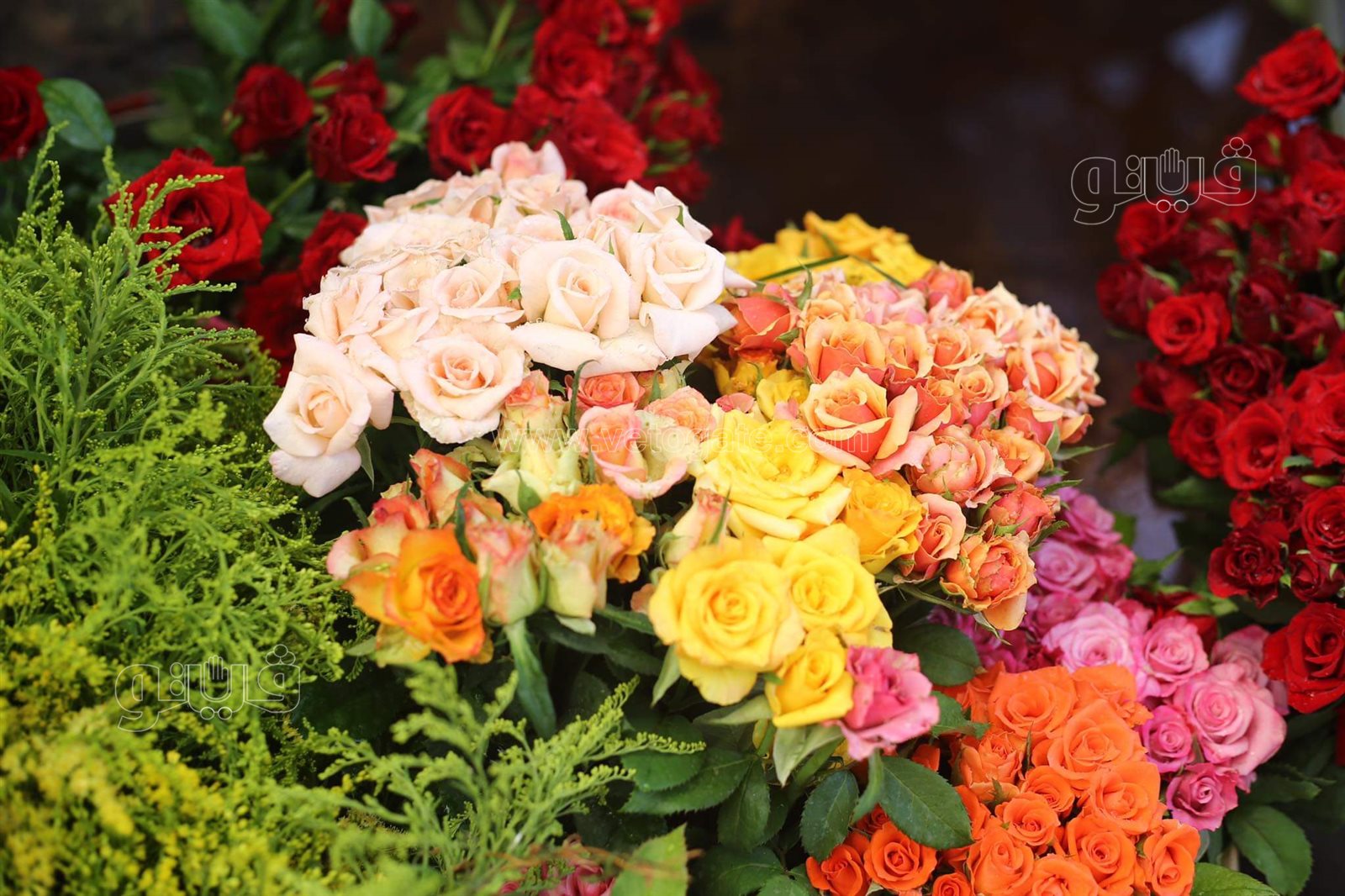 received_219485016893309