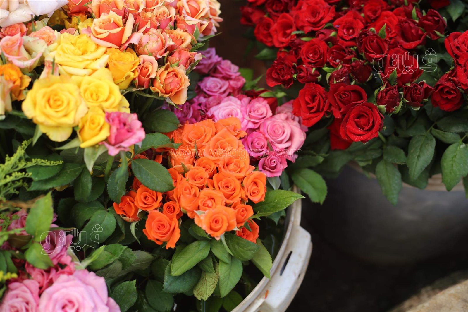 received_385643689808471