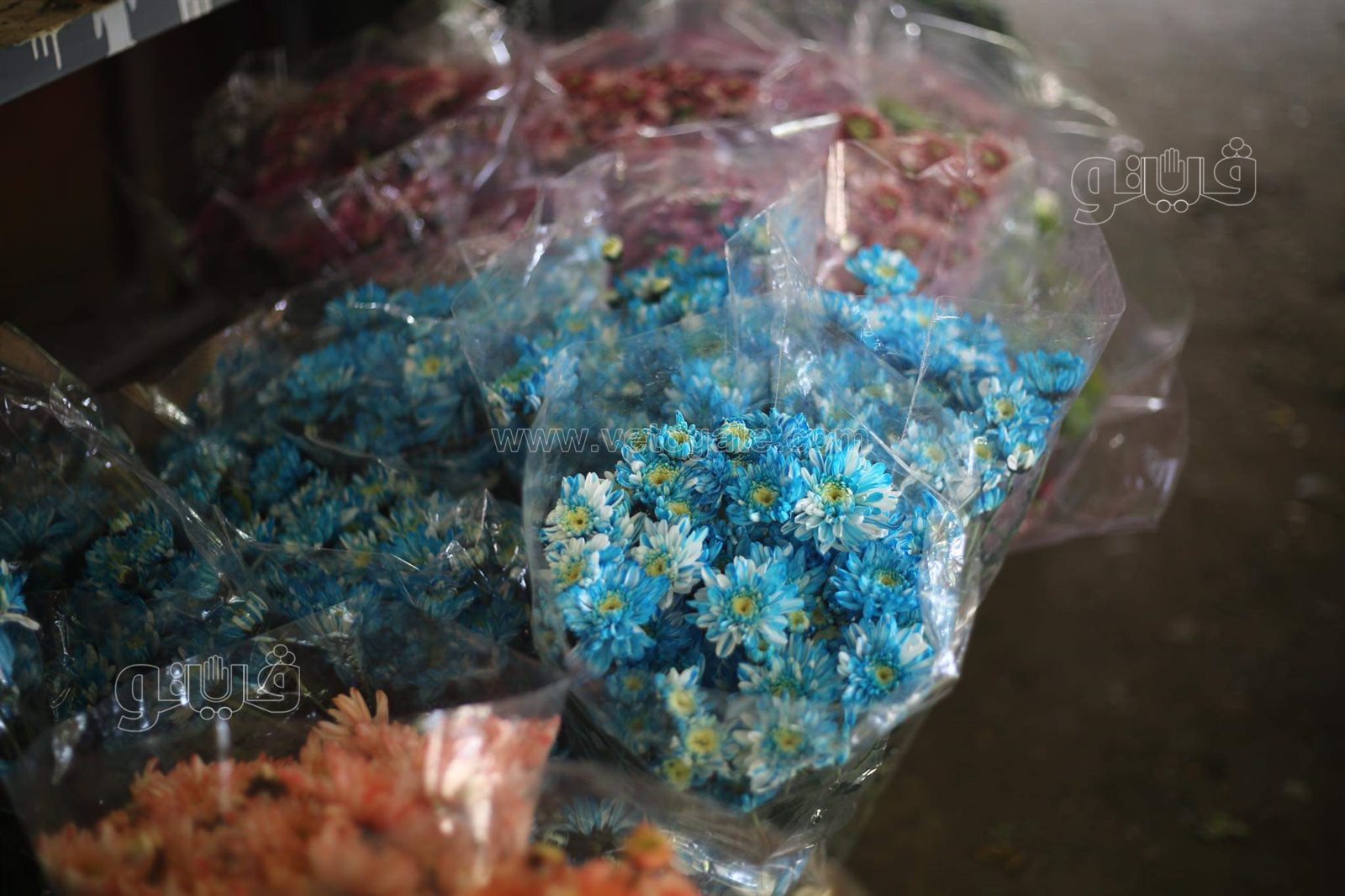 received_113321704326863