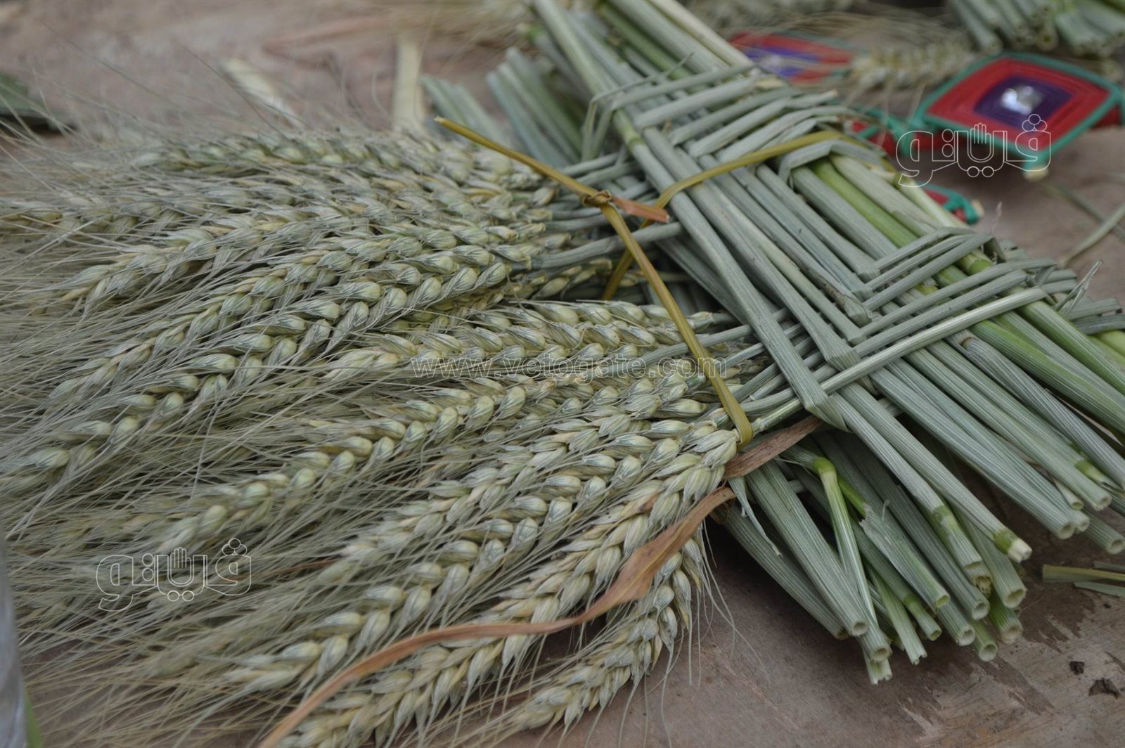  صناعة السعف أمام كنائس شبرا للاحتفال بأحد الشعانين (21)