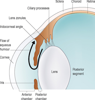 Glaucoma – introduction | Veterian Key