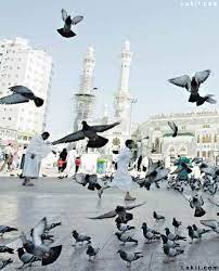 قصة وحكاية - 🕋 لأول مرة.. معلومات هامة عن حمام الحرم 🕊🐦🕊🐦 🕊🕊🕊🕊🕊🕊 🕊 حمام الحرم لا يزيد نسله ولا ينقص.. ( سبحان الله ) ولا يختلط به نوع آخر