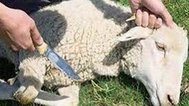 ذبح الأُضْحِيَّة، فيتو