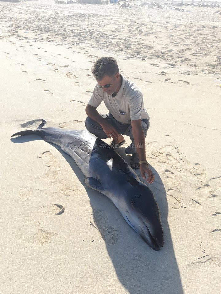 243142516_446889983388813_8065786253831653964_n