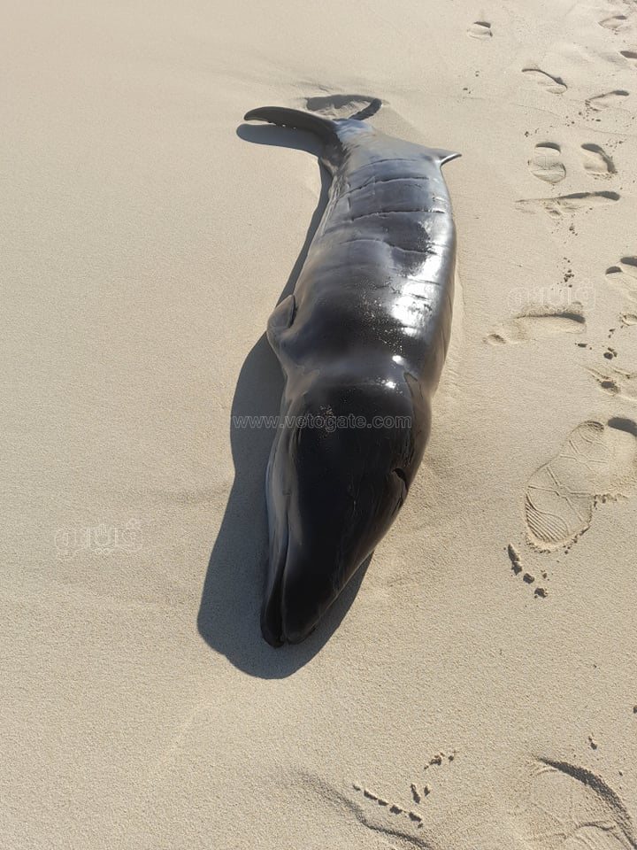 243151329_6394361520604528_2916341758295543299_n