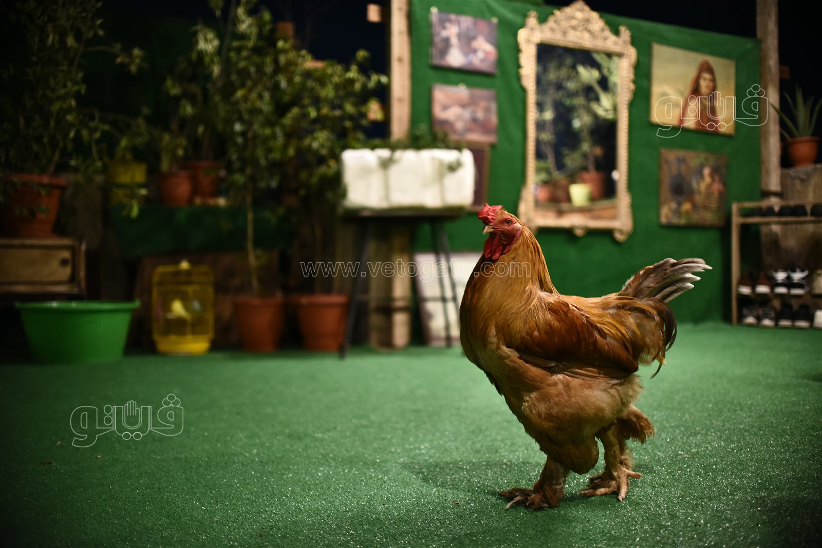 عاشق السطوح طه عبيد (4)