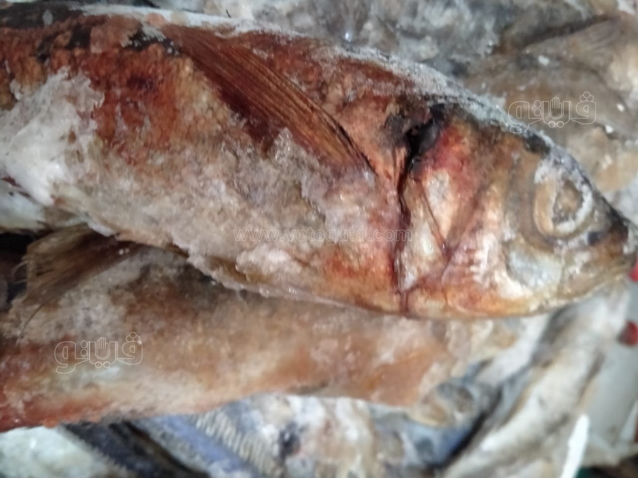 241805824_549460146324315_6132455859535462553_n