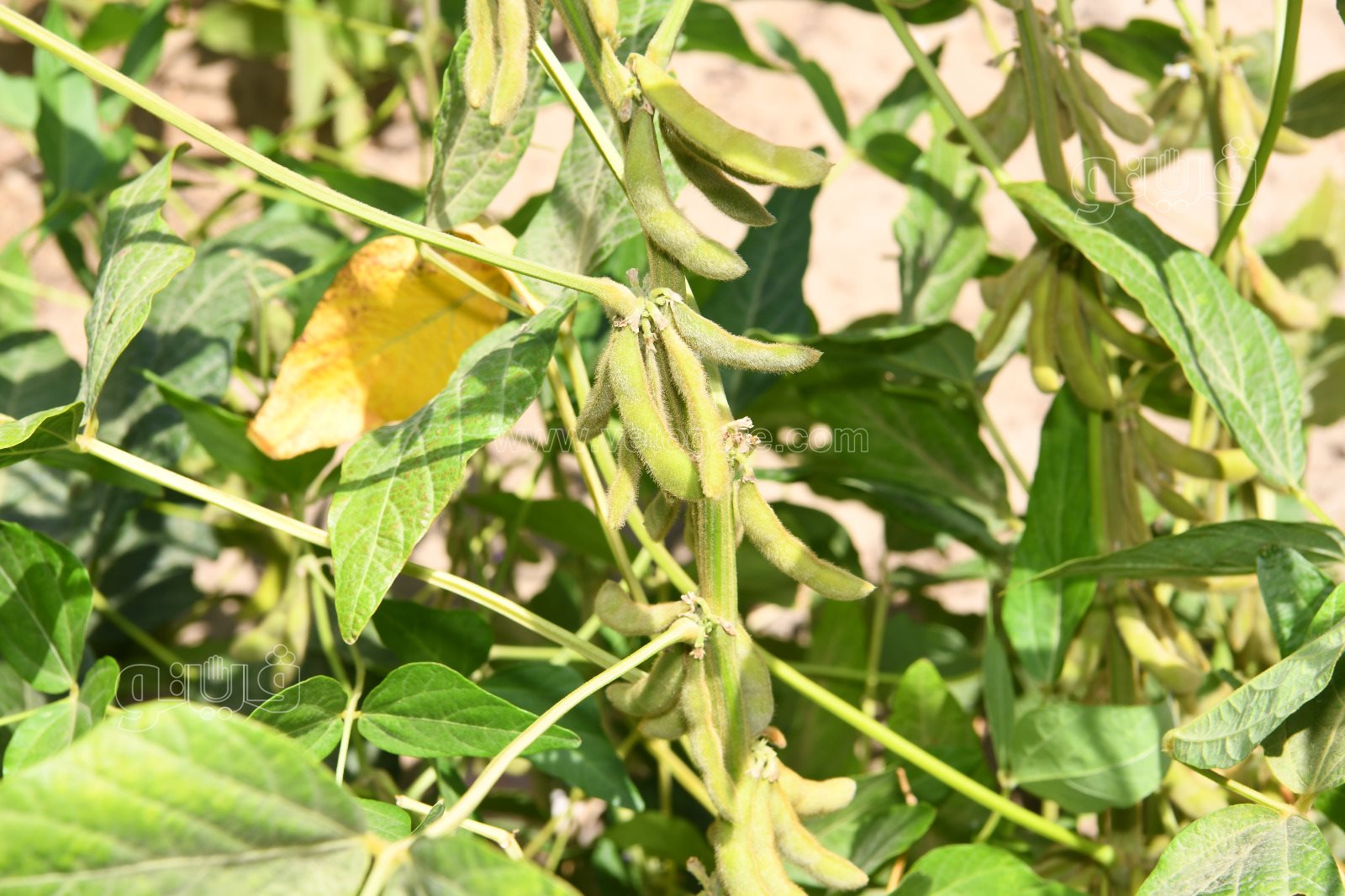 0e225966-aba0-4989-b29c-a9f497cedce0