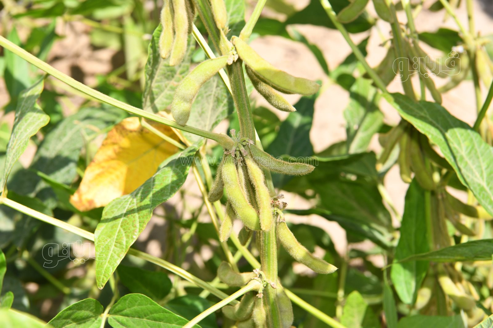 31787a05-9ab6-4365-8ac3-6224648186dd