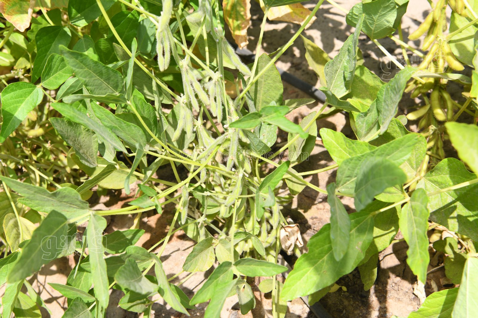 bf57e66c-c0e6-49aa-9db4-4310660bd37d