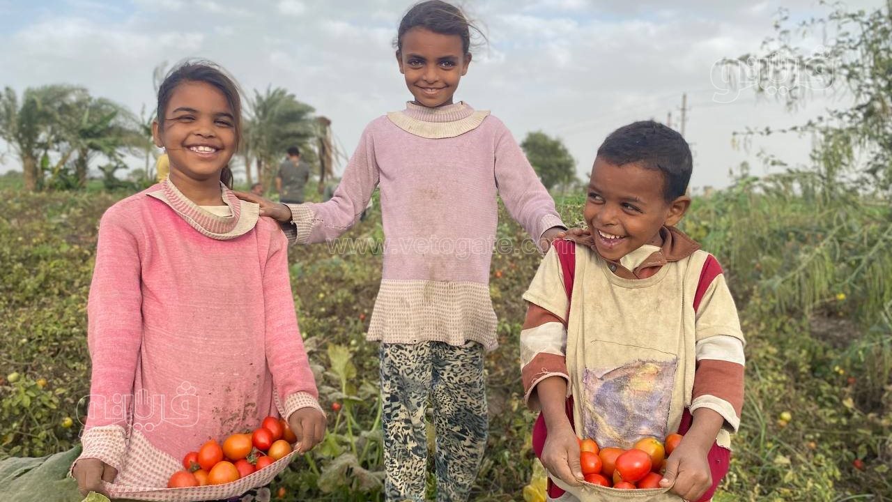 الطماطم في المنيا، فيتو&nbsp;