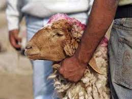 تعرف على حكم ذبيحة شهر رجب المعروفة بـ"العتيرة" أو "الرجبية" | مصراوى