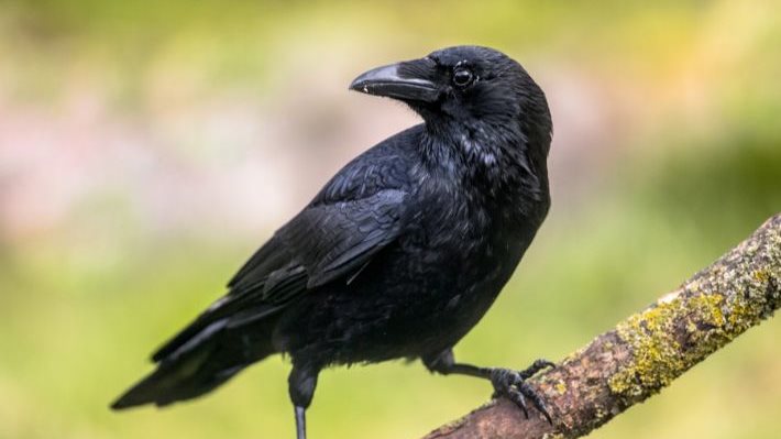 قصة الغراب في القرآن الكريم والرحمة من اختياره للدفن وحكم التشاؤم منه