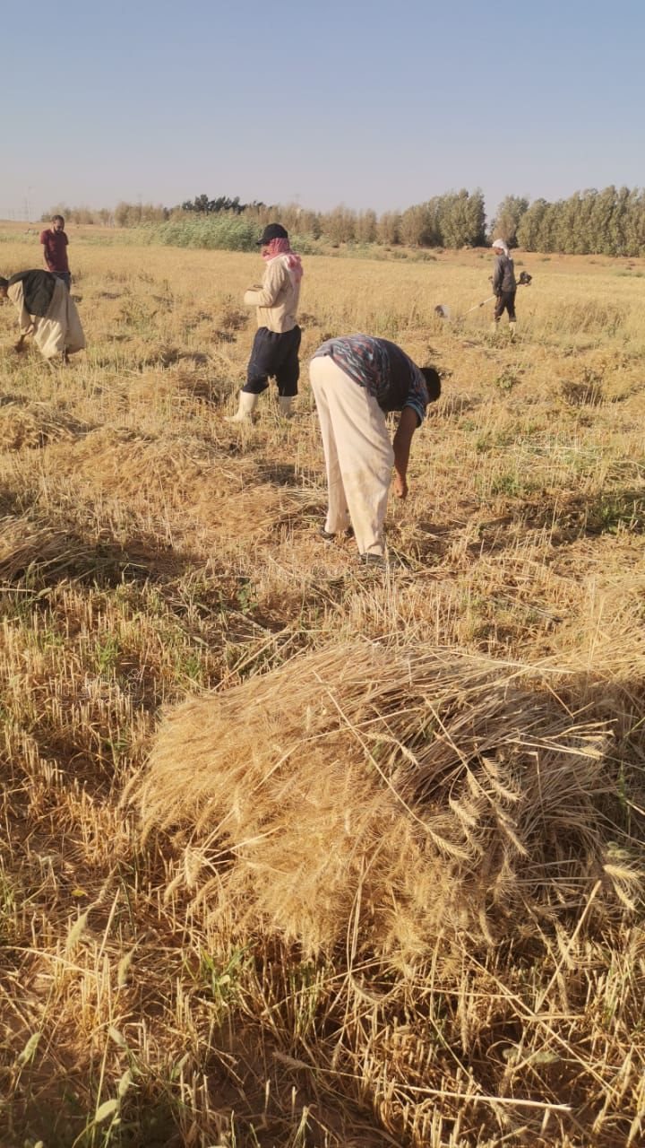 فرحة مزارعوا أسوان بحصاد وتوريد محصول القمح (1)