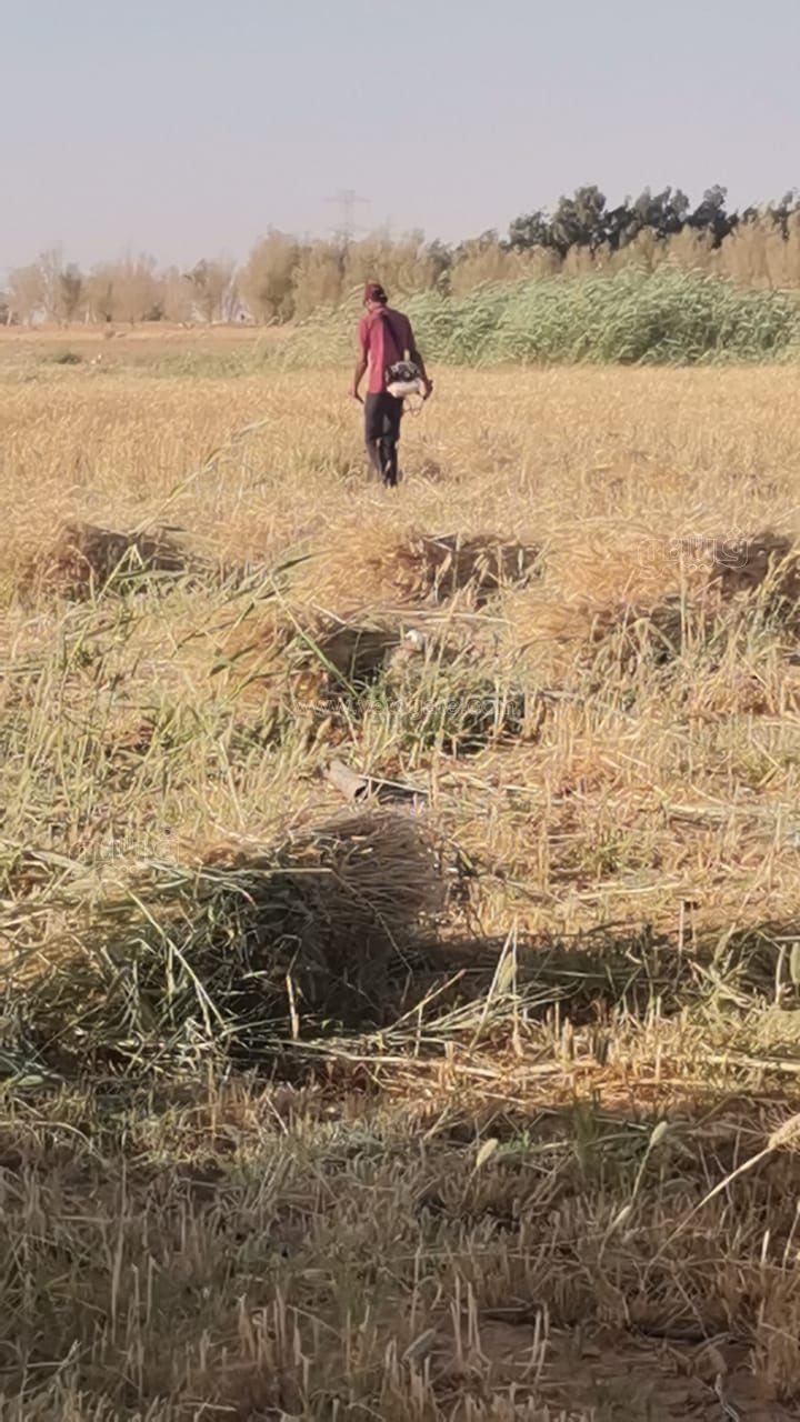 فرحة مزارعوا أسوان بحصاد وتوريد محصول القمح (2)