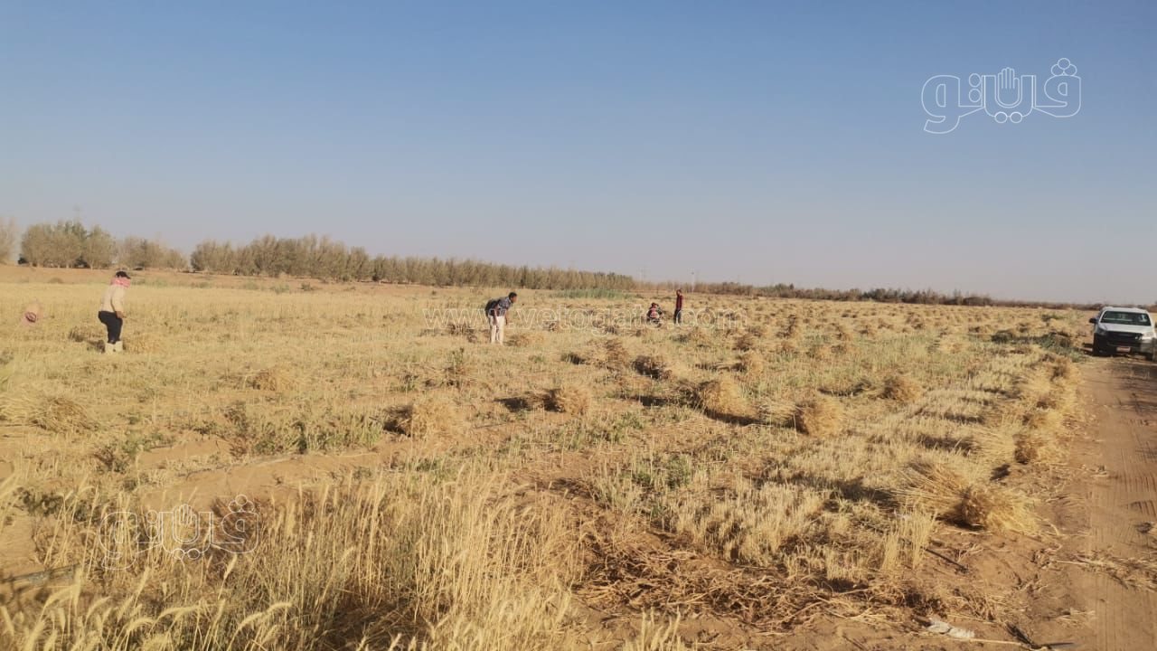 فرحة مزارعوا أسوان بحصاد وتوريد محصول القمح (4)