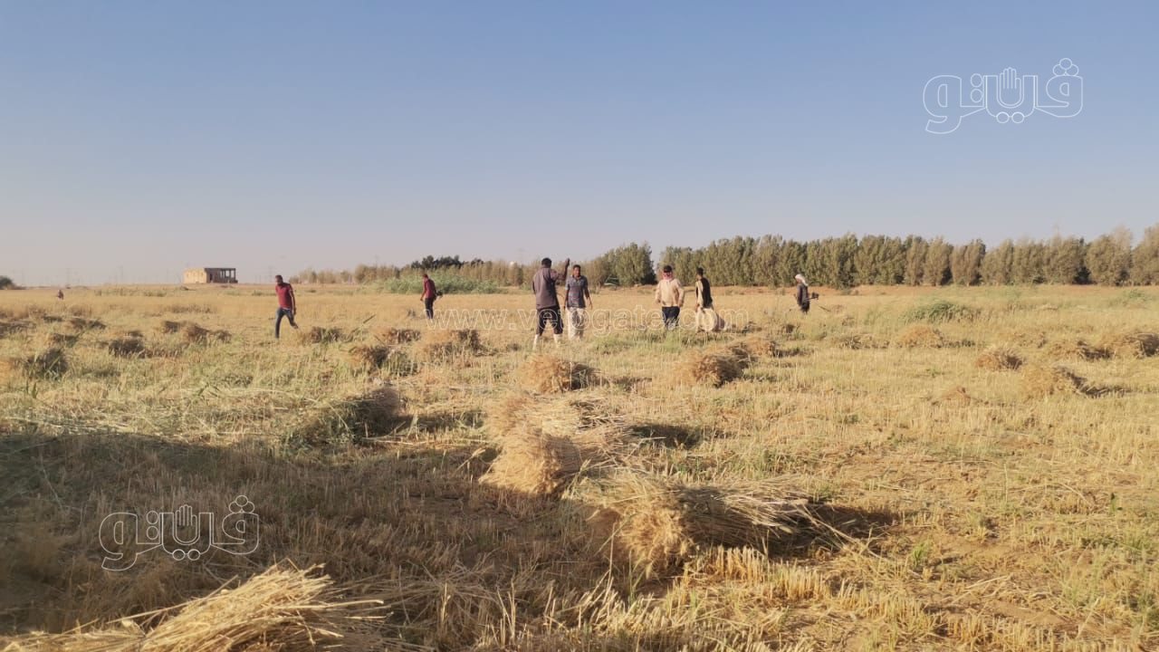 فرحة مزارعوا أسوان بحصاد وتوريد محصول القمح (3)