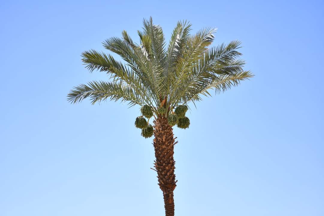 FB_IMG_1717710756803