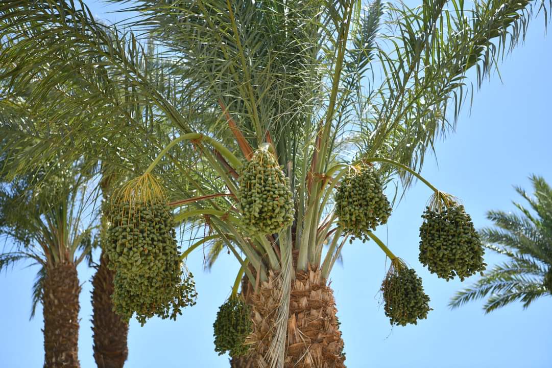 FB_IMG_1717710752542