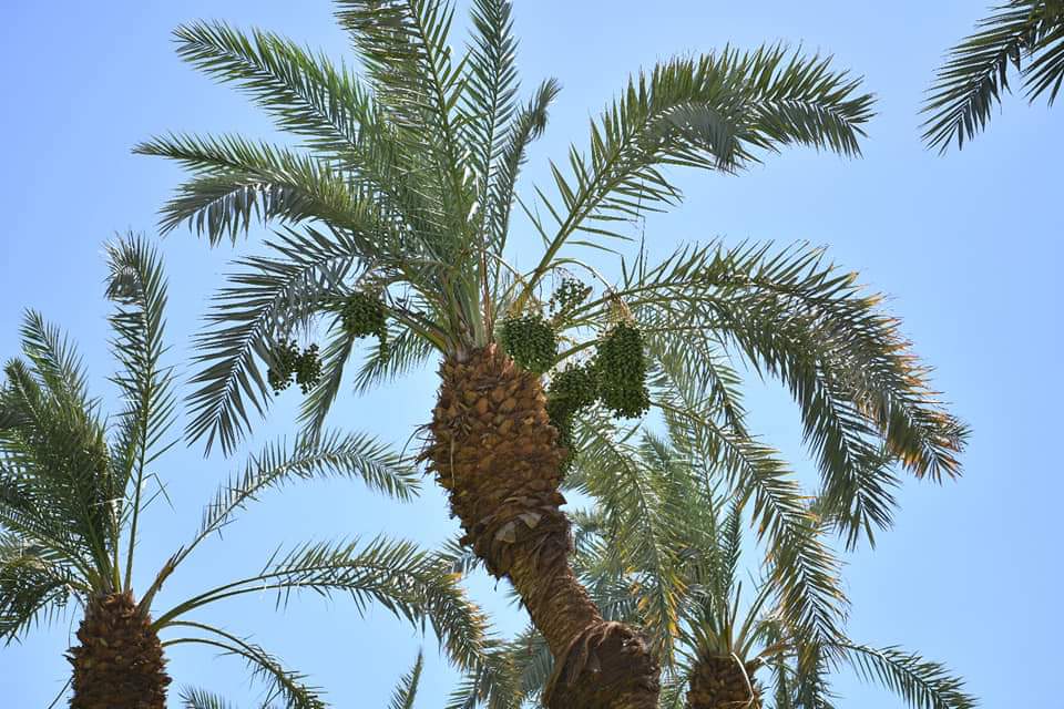 FB_IMG_1717710730872