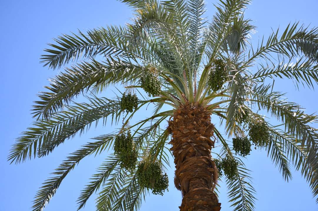 FB_IMG_1717710720284