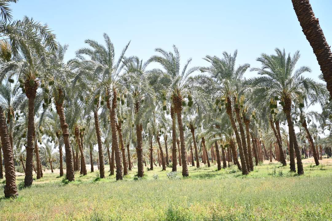 FB_IMG_1717710705221