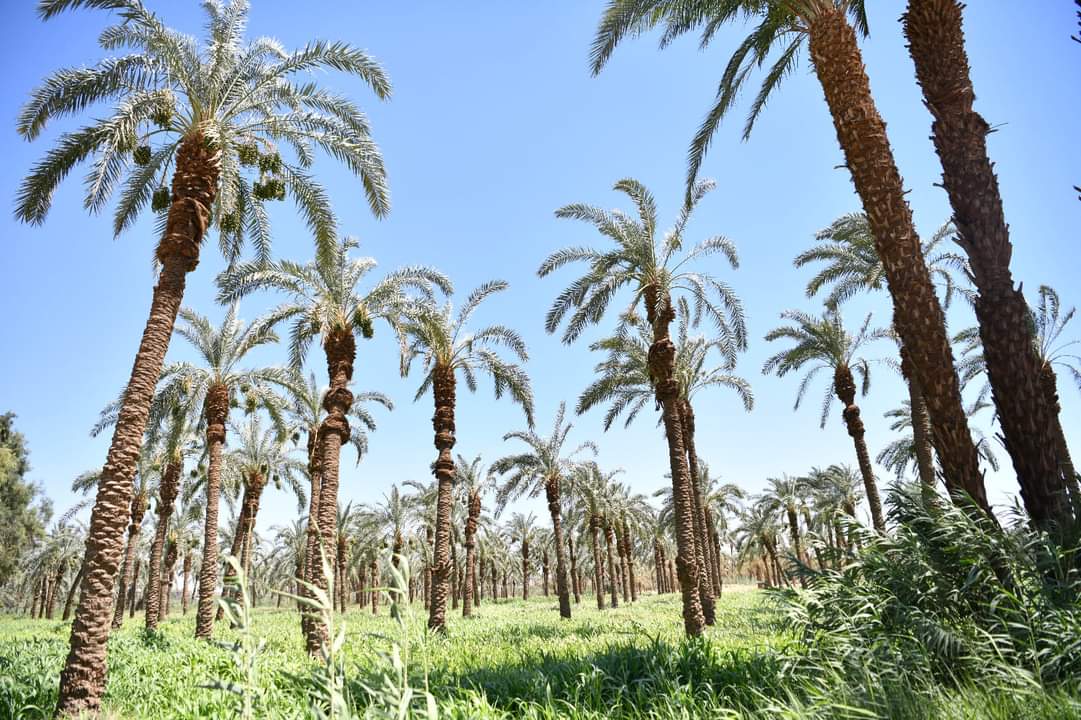 FB_IMG_1717710696973