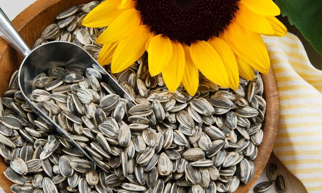 اللب السوري للصحة