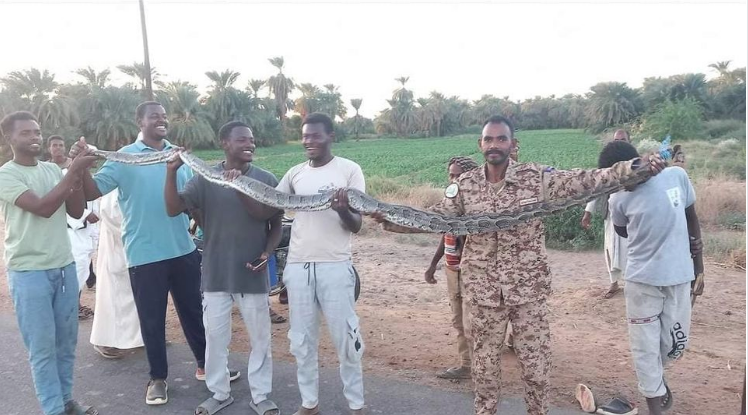 إصطياد ثعبان الاصلة فى السودان، فيتو