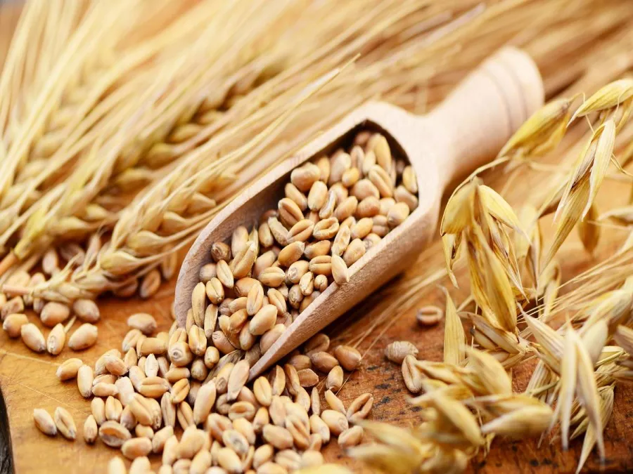 فوائد الشعير