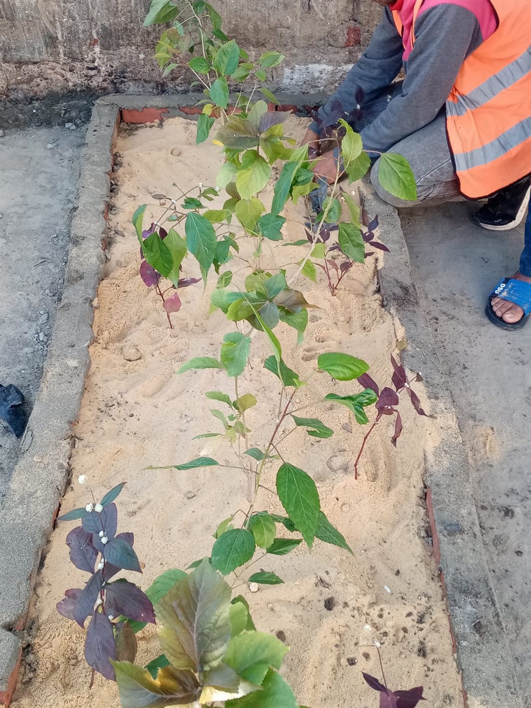 جانب من أعمال المبادرة،فيتو