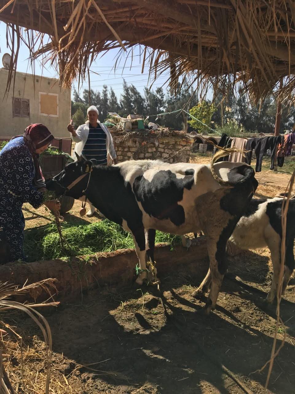 جانب من الحملات،فيتو