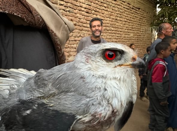 طفل أبهر الصعيد في اصطاد الصقور والذئاب بـنبلة وشرك الحديدي (4)