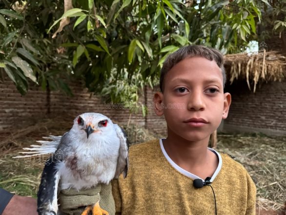 طفل أبهر الصعيد في اصطاد الصقور والذئاب بـنبلة وشرك الحديدي (5)